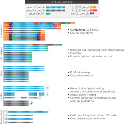 A de novo Full-Length mRNA Transcriptome Generated From Hybrid-Corrected PacBio Long-Reads Improves the Transcript Annotation and Identifies Thousands of Novel Splice Variants in Atlantic Salmon